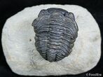 Wide Body Phacops Trilobite on Pedastal #2526-1